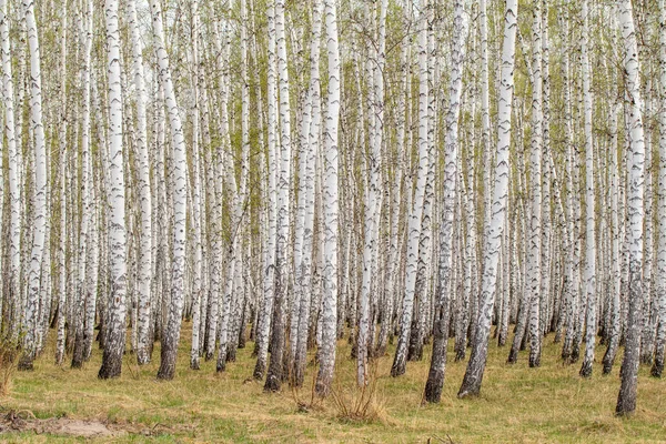 Árboles Abedul Bosque Hierba Primavera Temprana Paisaje Bosque Área — Foto de Stock