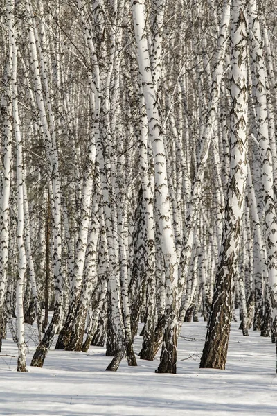 Vidoeiro Floresta Inverno Paisagem — Fotografia de Stock