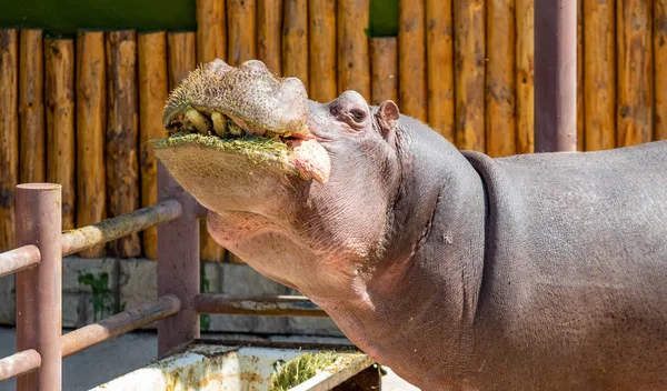 Portrait Hippopotame Mangeant Herbe — Photo