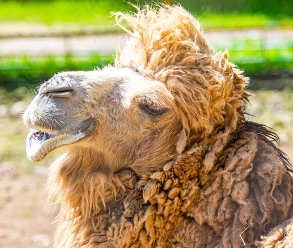 Hlava Velbloudí Šedé Vlny Mouchy Nose Příroda — Stock fotografie