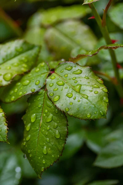 Капли Дождя Листьях Розы Зеленый Красный Лист — стоковое фото