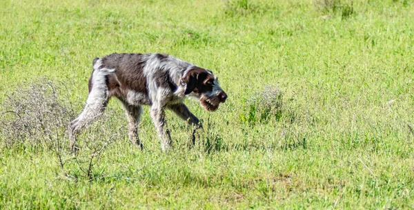 狗狩猎 自然绿色领域夏天 — 图库照片