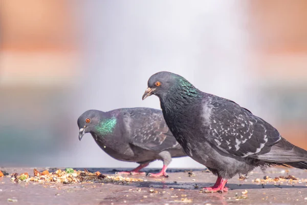 Vahşi Gri Mavi Yakın Yukarı Bulanık Bir Arka Planda Oturuyor — Stok fotoğraf