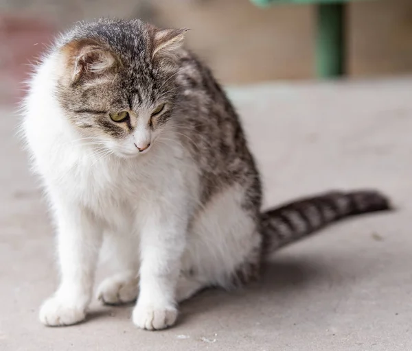 Gato Doméstico Sentado Rua Verão Close — Fotografia de Stock