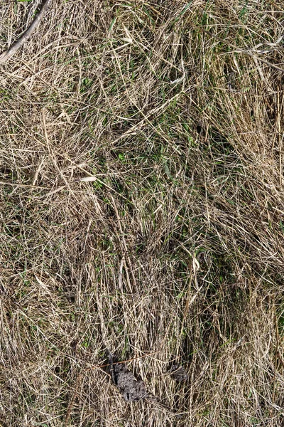 乾燥した草の春の風景の背景 — ストック写真