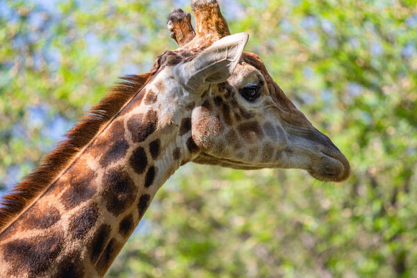 Giraffe head portrait, sky green trees.