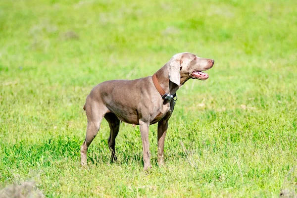 Hund Jakt Natur Grönt Fält Sommar — Stockfoto