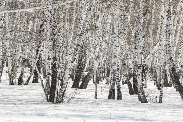 Vidoeiro Floresta Inverno Paisagem — Fotografia de Stock