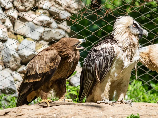 Yırtıcı Kuş Bir Ağaca Oturuyor Yeşil Yaprak Yaz — Stok fotoğraf