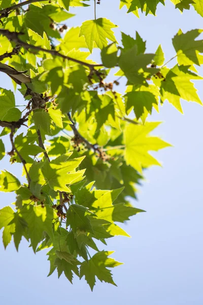Zielony Liść Drzewa Rozbłyskiem Słońca Drzewie Zbliżenie — Zdjęcie stockowe