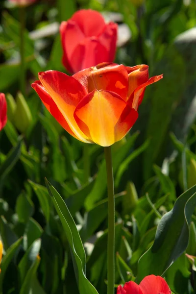 Flores Tulipán Brillantes Naturaleza Campo —  Fotos de Stock