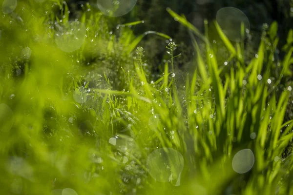 Erba Verde Sole Bokeh Sfondo Gocce Pioggia — Foto Stock