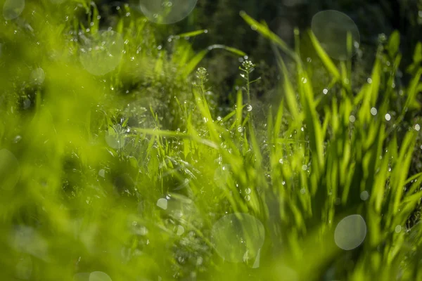 Hierba Verde Sol Fondo Bokeh Gotas Lluvia — Foto de Stock