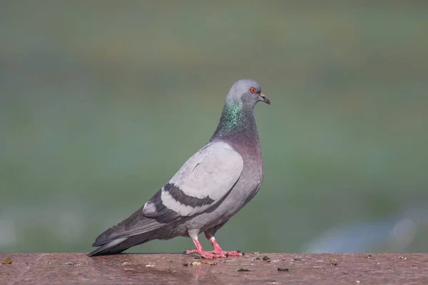 Azul Gris Salvaje Cerca Sentado Sobre Fondo Borroso — Foto de Stock