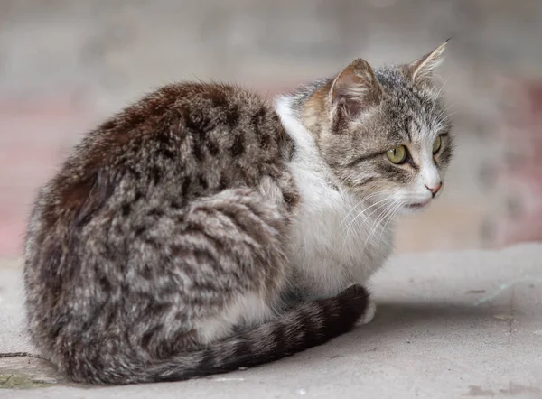 Gato Doméstico Sentado Rua Verão Close — Fotografia de Stock