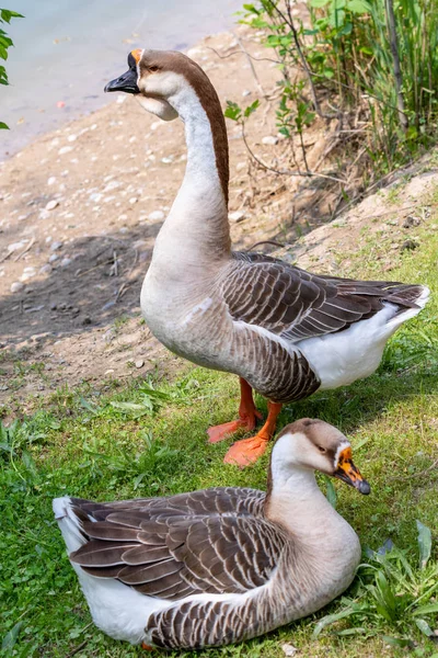 Ganso Gris Primer Plano Hierba Verde Pájaro Naturaleza Ganso Gris —  Fotos de Stock