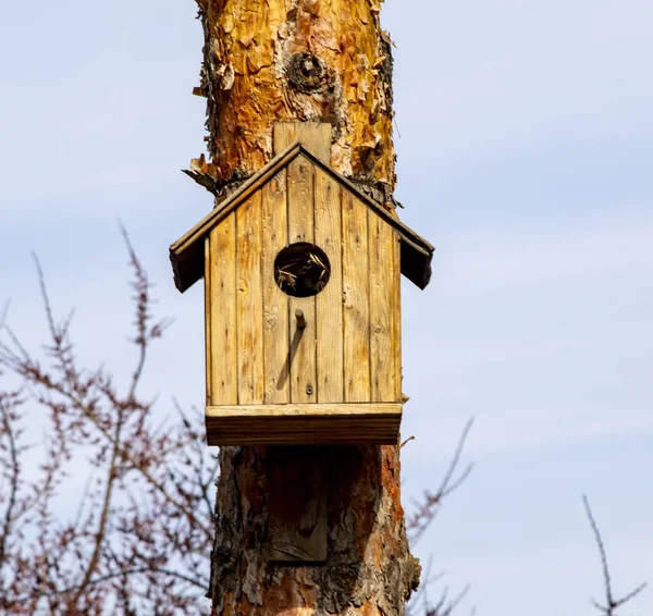 Casa Pájaros Madera Árbol Primer Plano Primavera — Foto de Stock