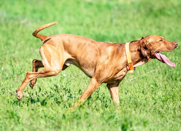 Κυνηγετικό Κόκκινο Σκυλί Τρέχει Ένα Πράσινο Γρασίδι Καλοκαιρινό Πράσινο Λιβάδι — Φωτογραφία Αρχείου