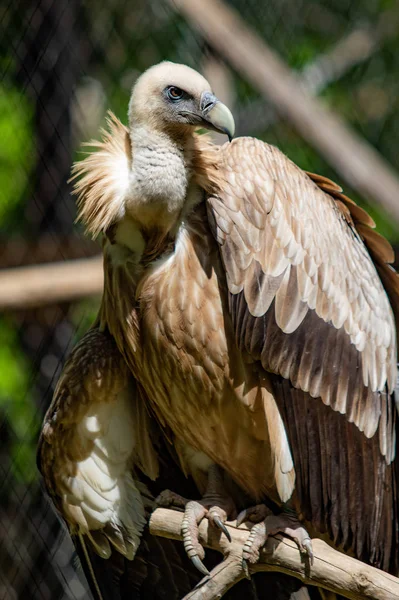 Oiseau Proie Est Assis Sur Arbre Feuilles Vertes Été — Photo