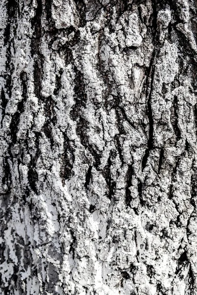 Textura Fundo Madeira Casca Árvore — Fotografia de Stock