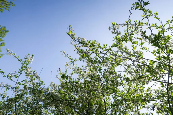 Білі Квіти Яблучної Вишні Тлі Блакитного Неба Природа Весна — стокове фото