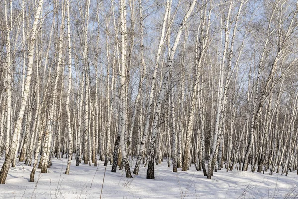 Birch Les Zimní Krajina — Stock fotografie