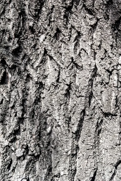 Textura Fundo Madeira Casca Árvore — Fotografia de Stock