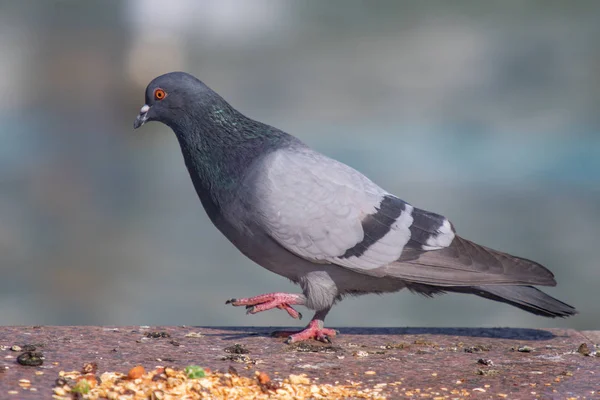 Azul Gris Salvaje Cerca Sentado Sobre Fondo Borroso — Foto de Stock