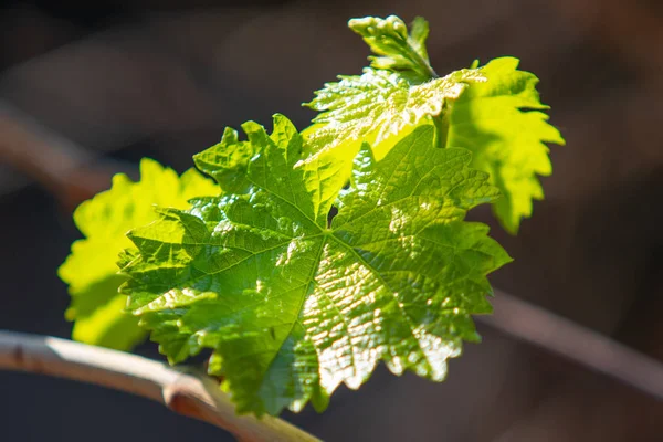 Green Leaf Tree Sun Flare Tree Closeup — Stock Photo, Image