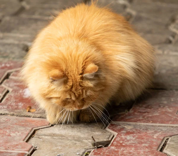 Gato Doméstico Sentado Verano Calle Primer Plano —  Fotos de Stock