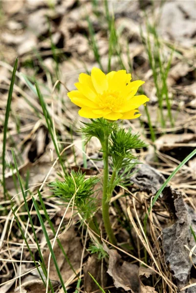 Primavera Flor Amarela Adonis Género Botânico Pertencente Família Buttercup — Fotografia de Stock