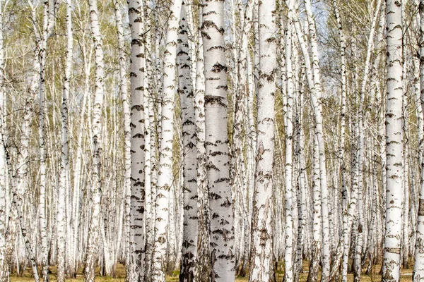 白桦树森林背景 — 图库照片