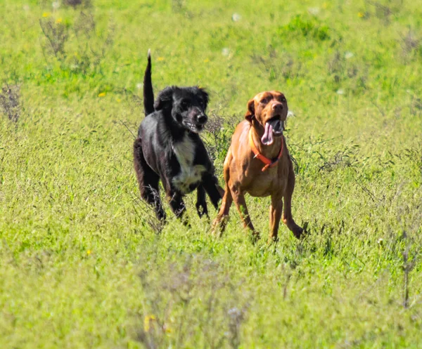 猎狗跑去寻找猎物 春天的风景 — 图库照片