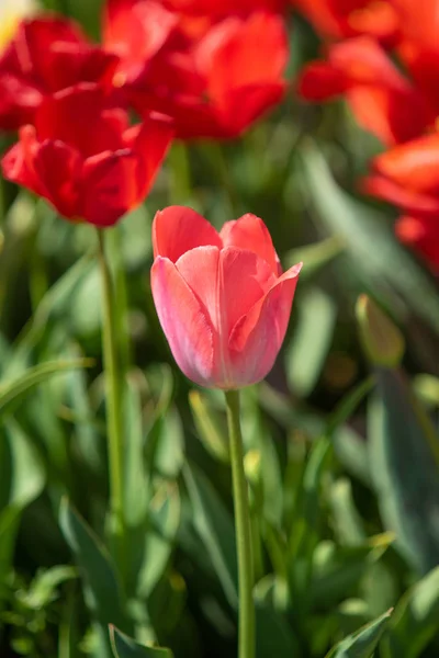 Bright Tulip Flowers Field Nature — Stock Photo, Image