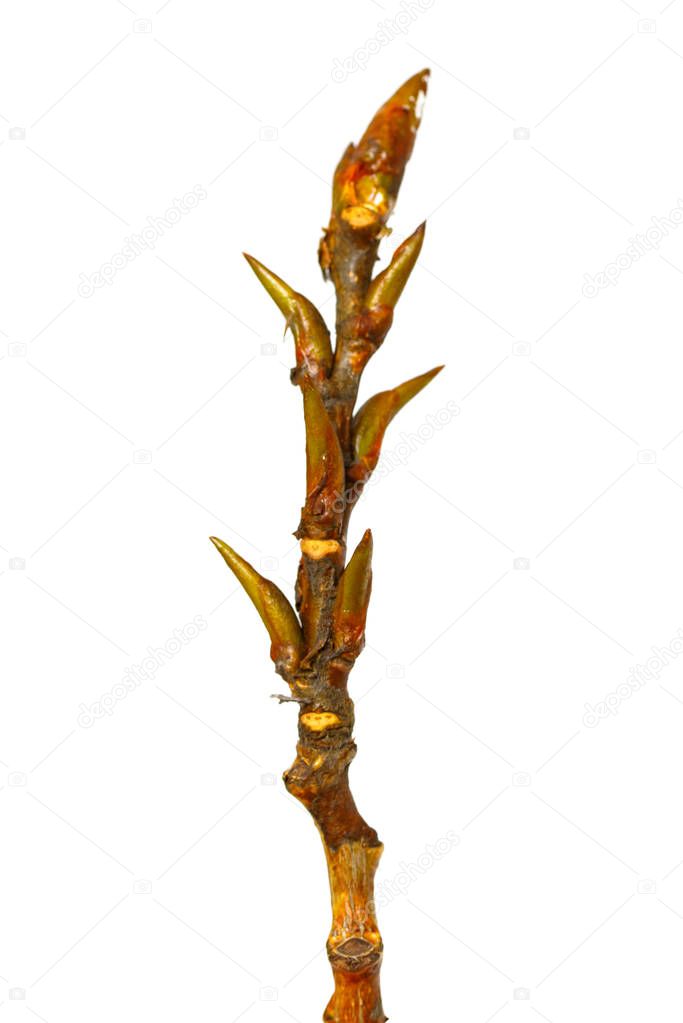 A branch of maple with buds on a white background.