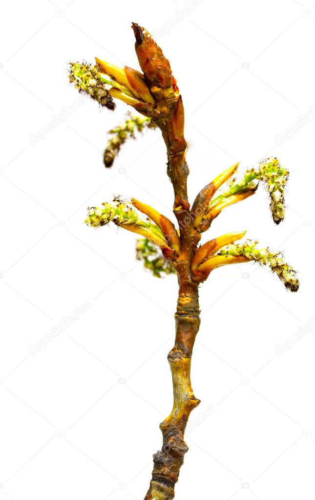Green maple buds on white background