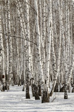 Huş ağacı orman kış manzarası.