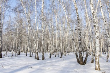 Huş ağacı orman kış manzarası.