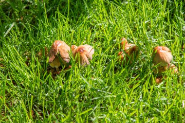 Güneşte yağmur sonra yeşil çim mantar.