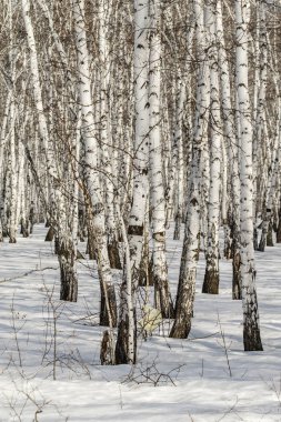 Huş ağacı orman kış manzarası.