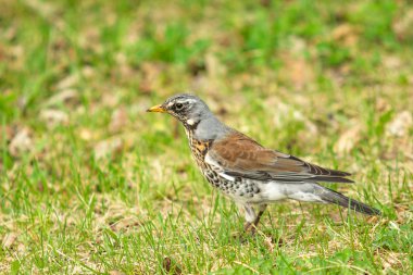 Yeşil çim içinde Song Thrush. Doğa kuşlar WESTA.