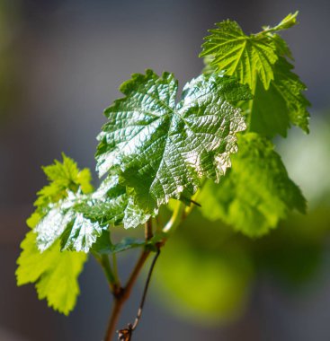 Ağaçta yeşil bir yaprak, ağaçta güneş parlıyor, yakın plan..