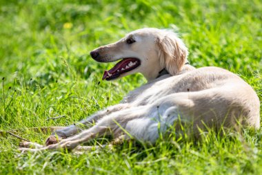 Köpek avcılık, doğa yeşil alan yaz.