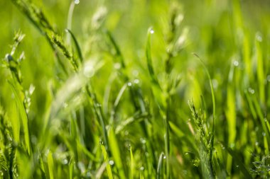 Güneşte yeşil çim, yağmur damlaları bokeh arka plan