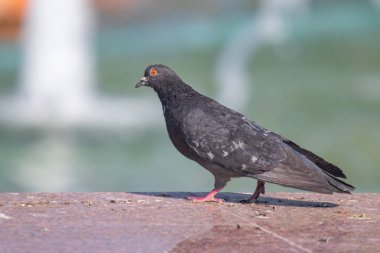 Vahşi gri mavi yakın yukarı, bulanık bir arka planda oturuyor.