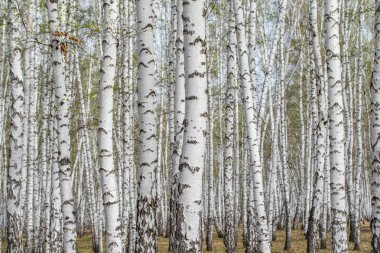 Beyaz huş ağaçları orman arka plan, bahar.