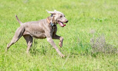 Köpek avcılık, doğa yeşil alan yaz.