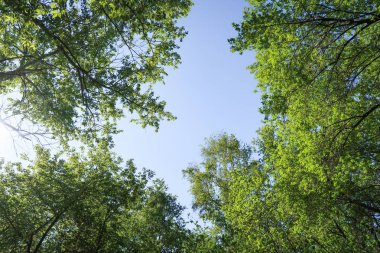 Mavi gökyüzü, bahar doğa karşı aşağıda ağaçlar görünümü yeşil yaprakları.