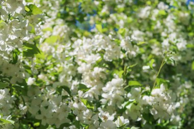 Mavi gökyüzüne karşı elma kiraz beyaz çiçekler. Doğa bahar.