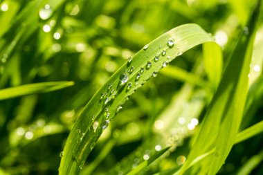 Yağmur damlaları ile yeşil çim, manzara kapatmak.